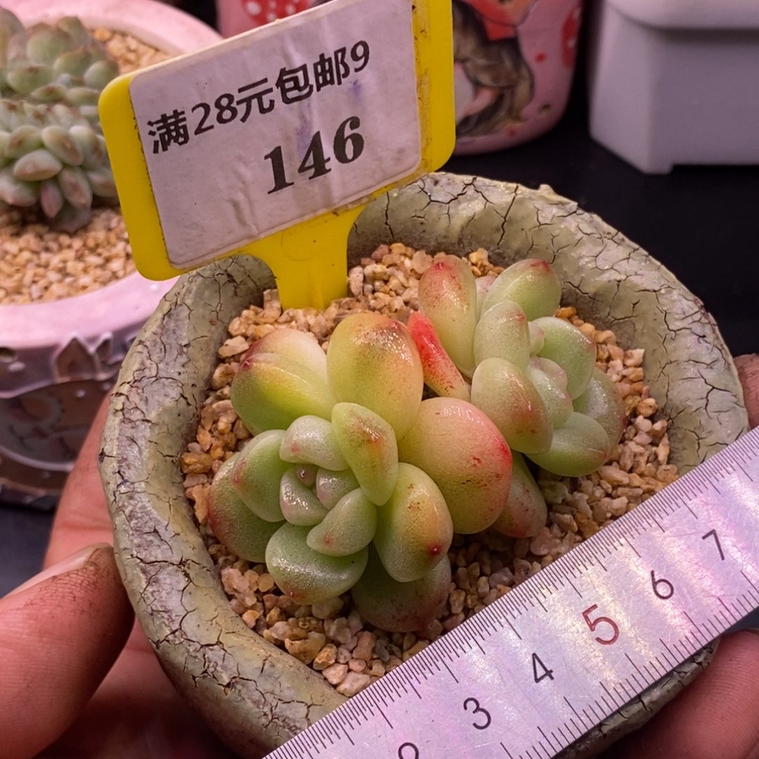 9146冰玉半富轮锦，非石化锦