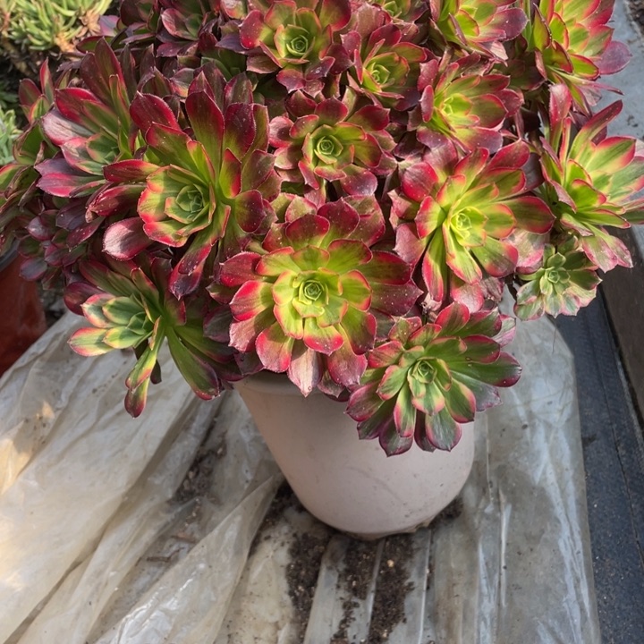 111号安娜多肉植物