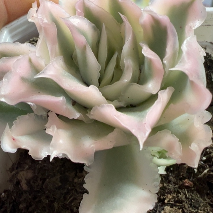 紫蝴蝶锦多肉植物402
