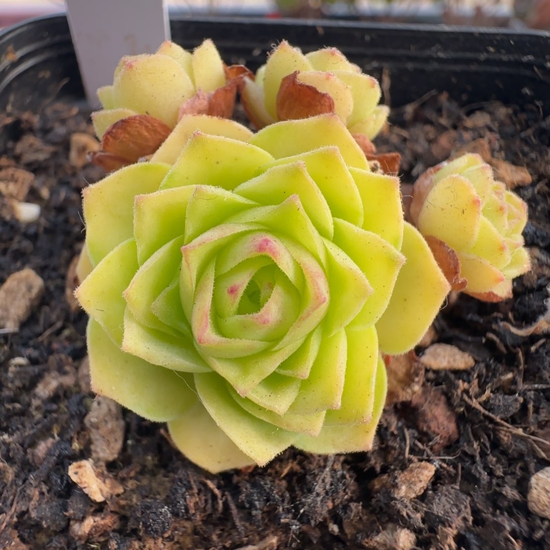 L619半城玫瑰樱焙不含盆土