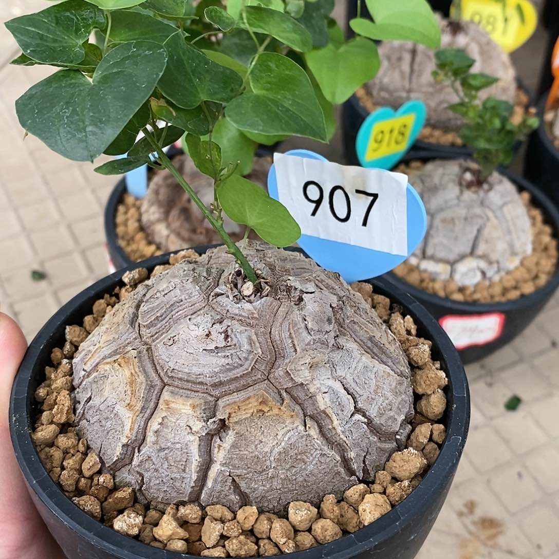 南非龟甲龙龟甲龙