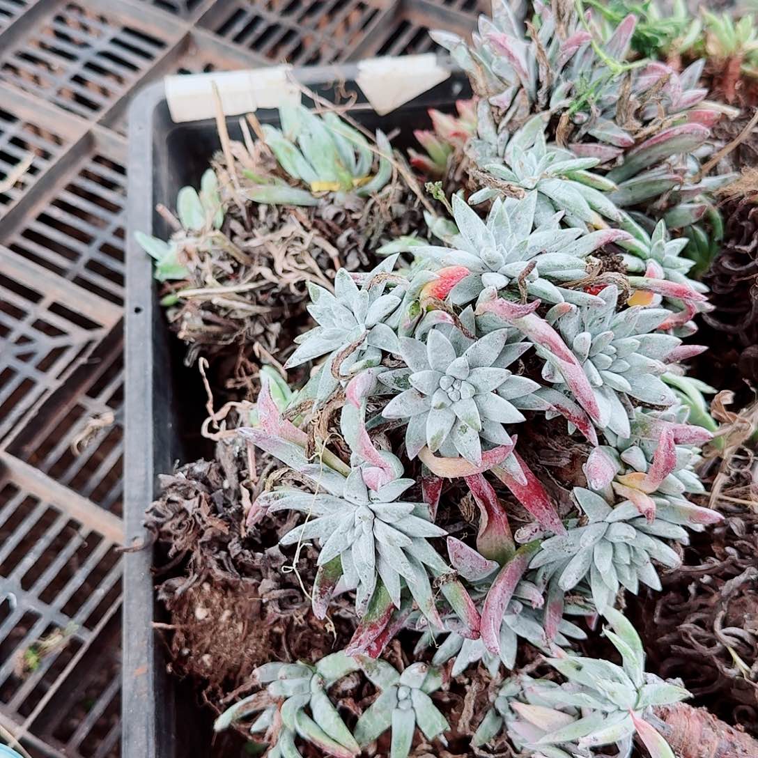 9690瑕疵框拍不售后