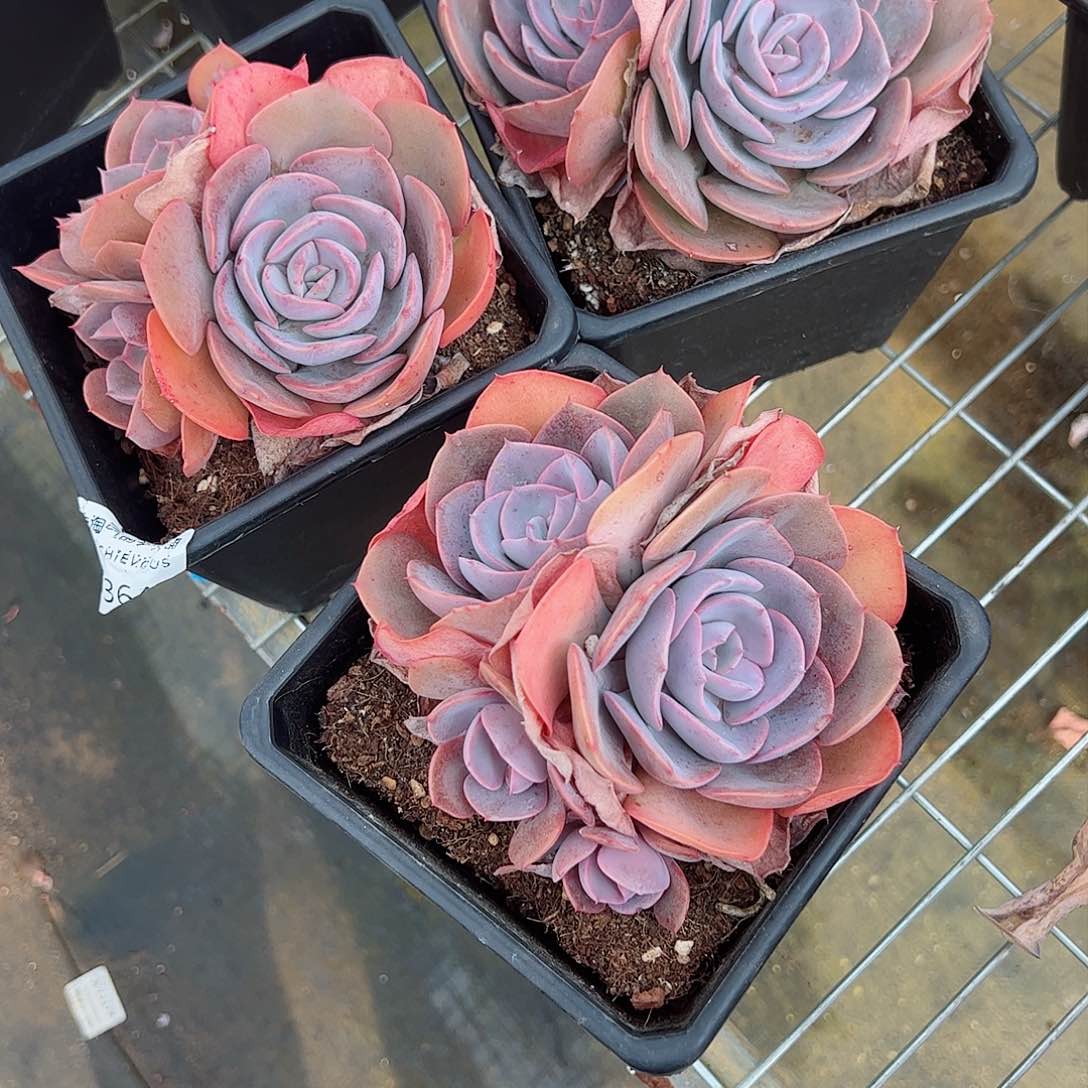 尘埃玫瑰双头起整桩