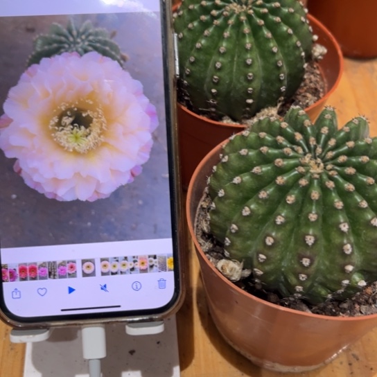 露露白露7公分左右微瑕