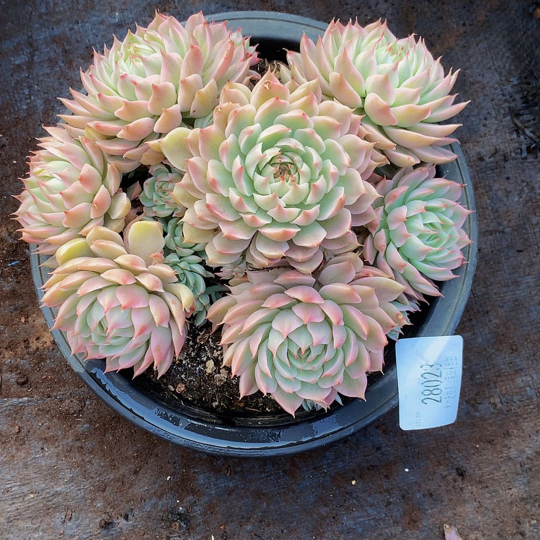 谢***菊   艾格利亚锦多肉28023