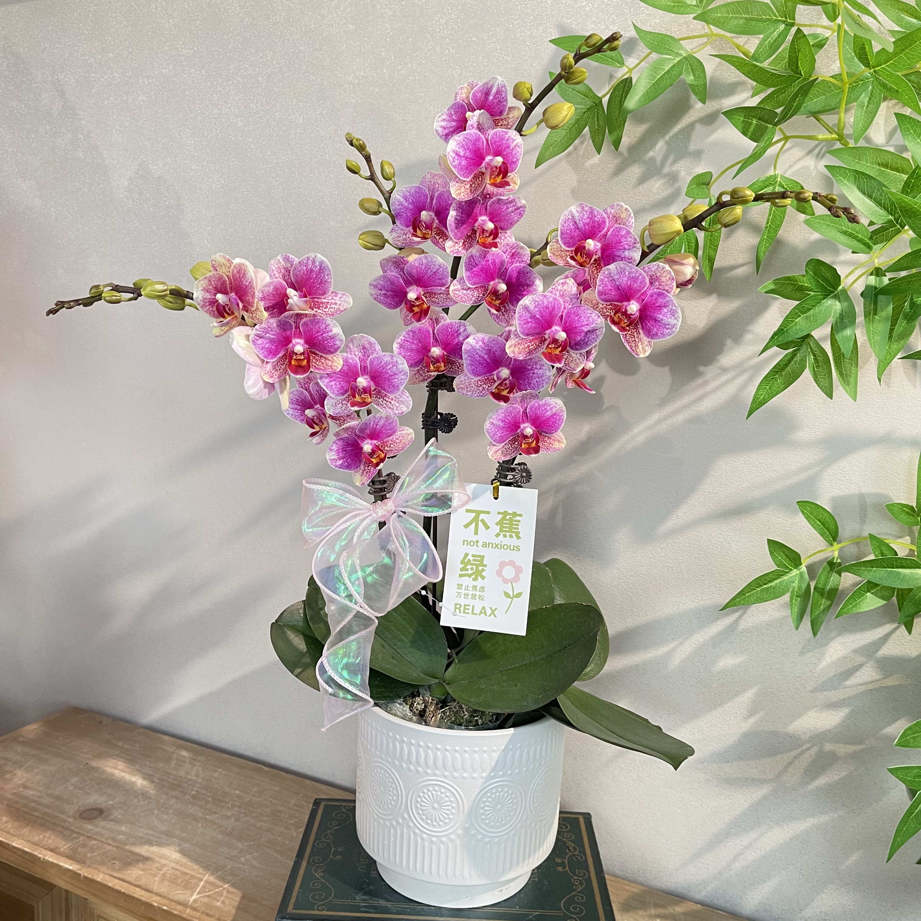 蝴蝶兰《紫韵》紫斑蝴蝶兰 好养耐养带花带花苞 基地直发