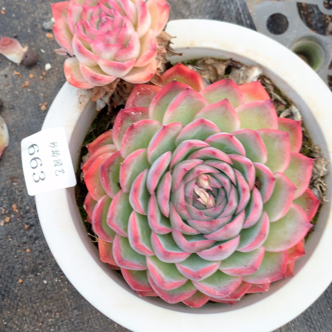 663杂交多肉老桩15冠