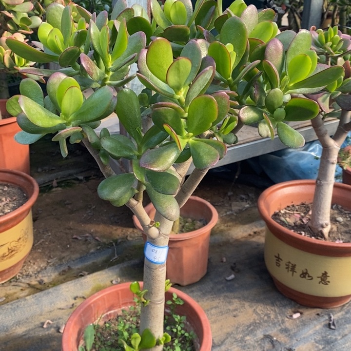 红叶玉树一物一拍