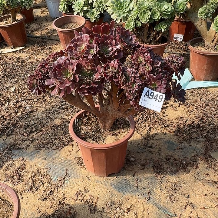 949欧紫朵朵一颗牙呀