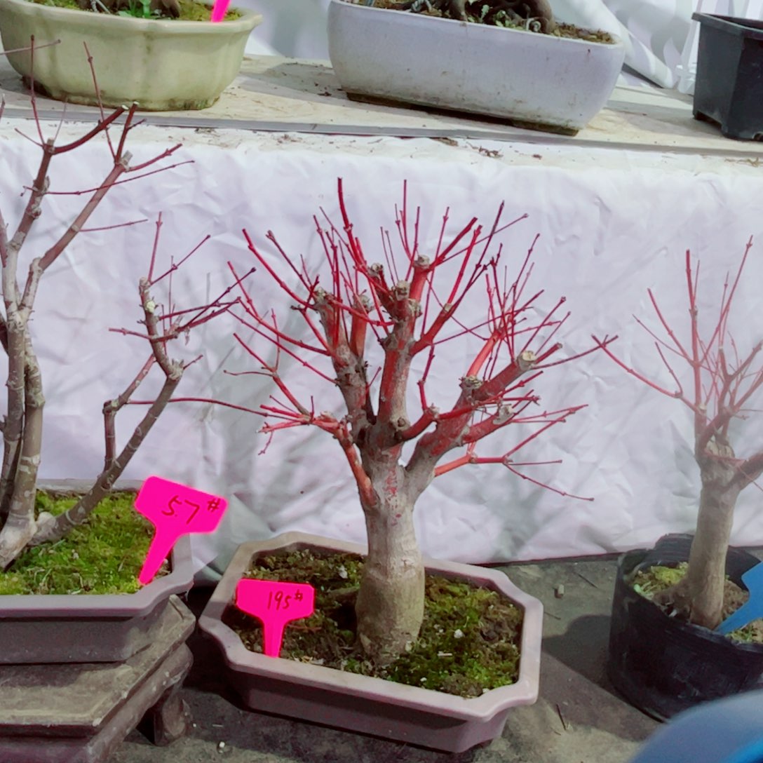 胡*枫树枫树等枫树枫树