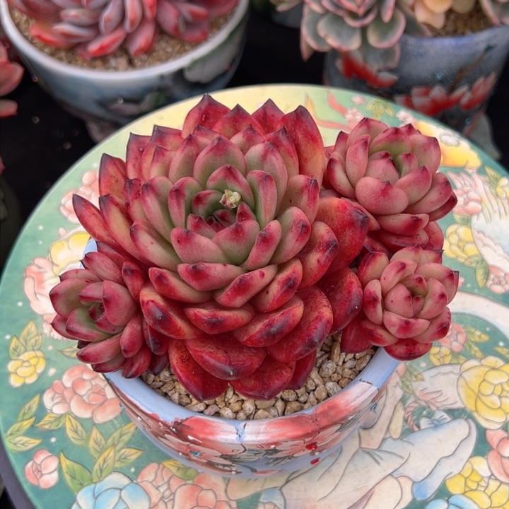 TM 13公分 不带盆