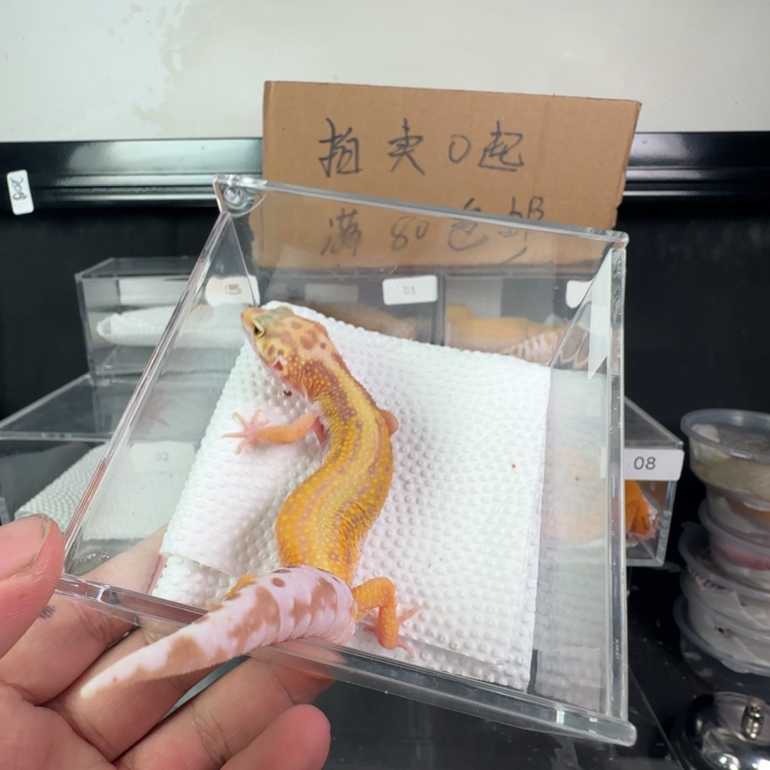 豹纹守宫雨水妹妹