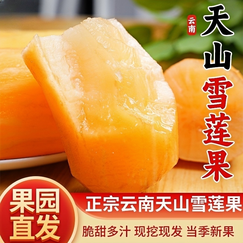 云南天山雪莲果新鲜正宗黄果低糖现挖现发坏果包赔产地直发高品质