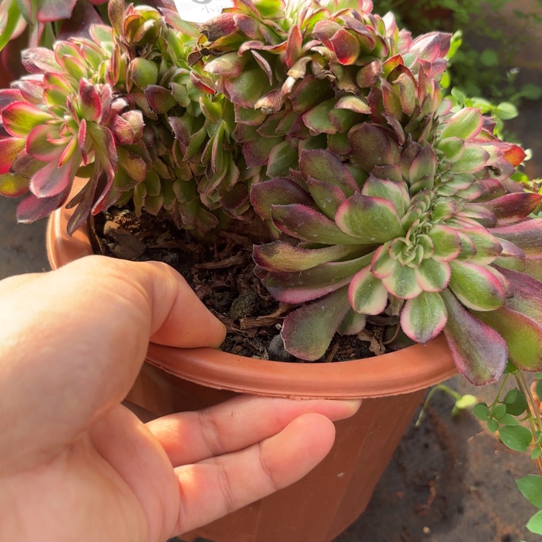 549号荔枝缀化多肉植物