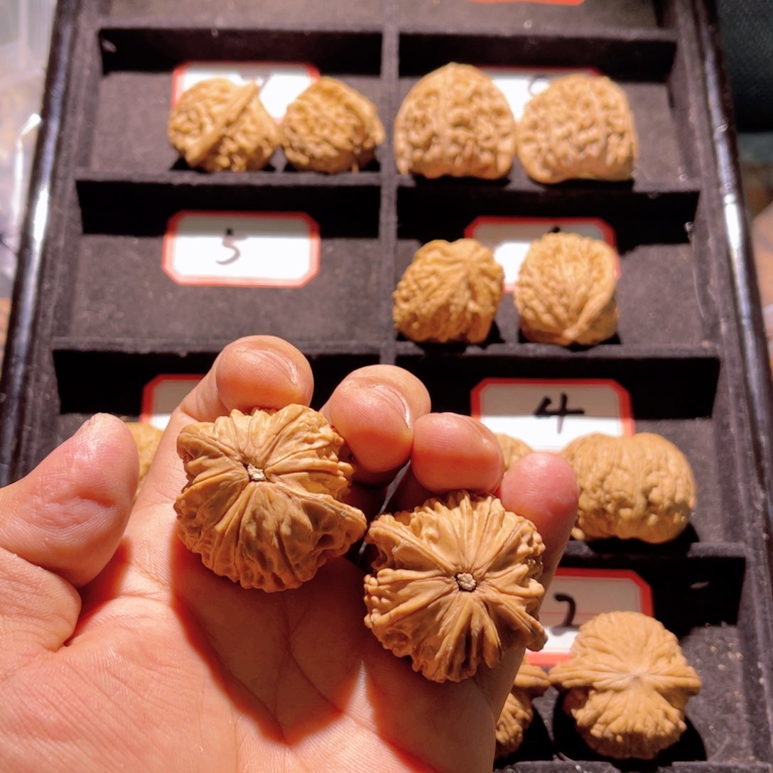 长**秦皇岛山地果全品