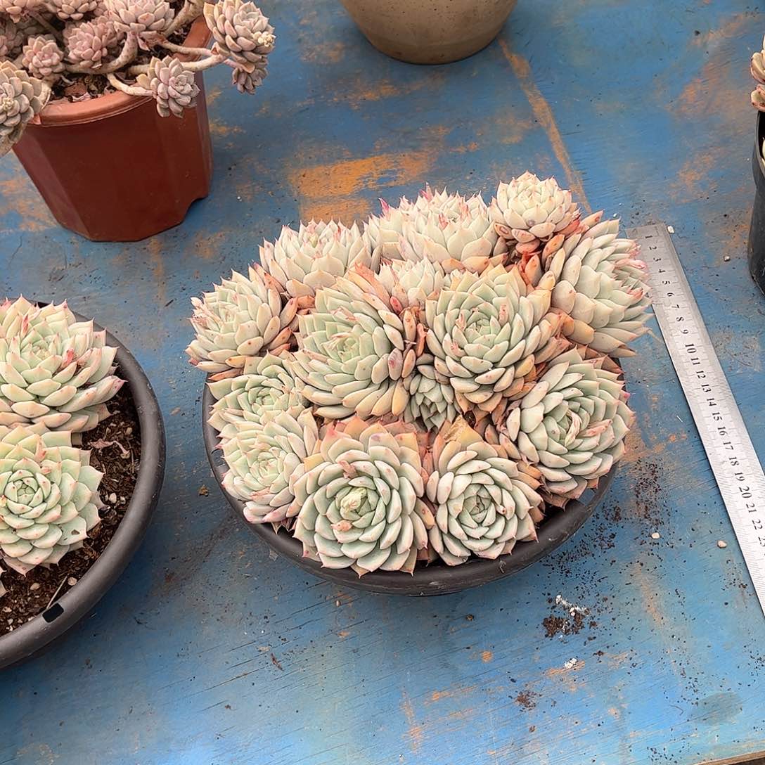 夏*T 多肉植物精华29