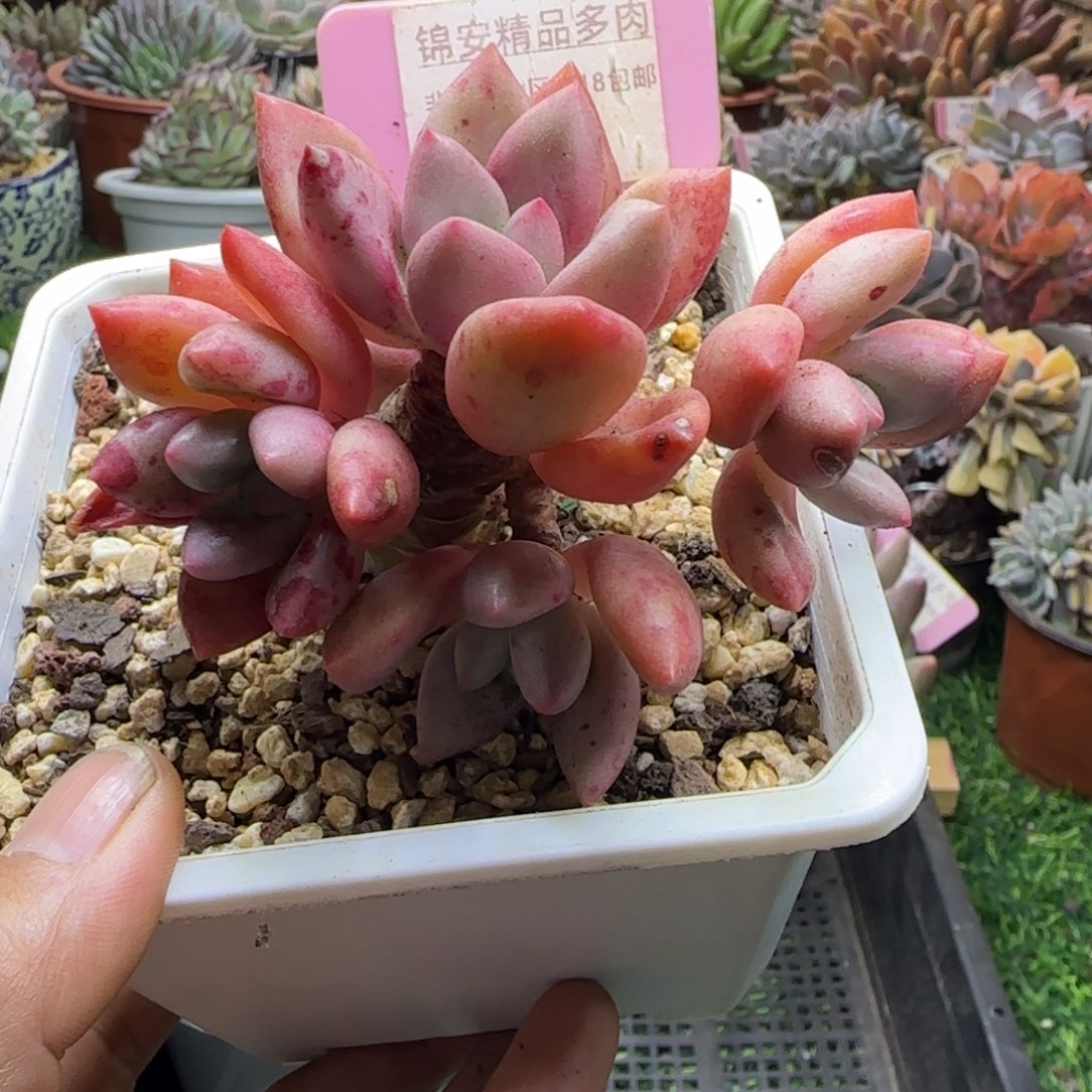 锦安精品多肉植物213