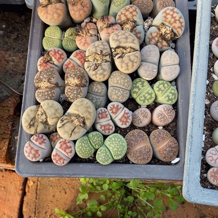 是***叔生石花等植物的生长发育750