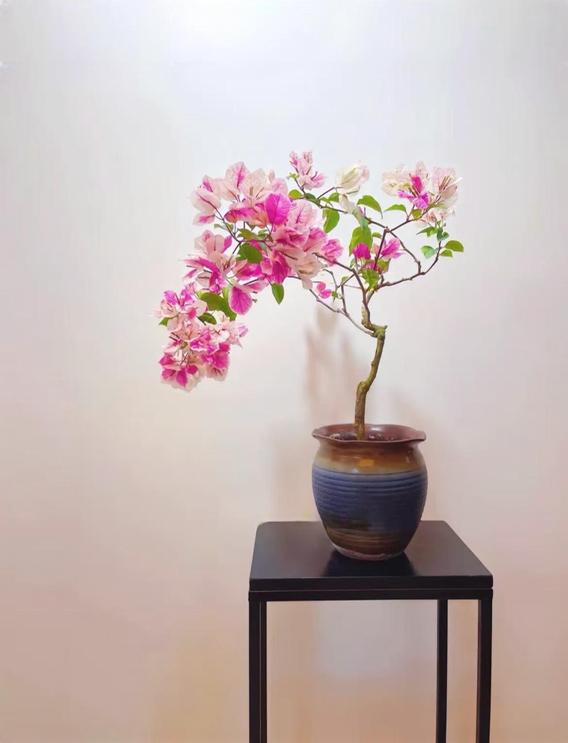 丫头三角梅花卉高杆树型爬藤植物好养一物一拍所罗门室内盆栽盆景