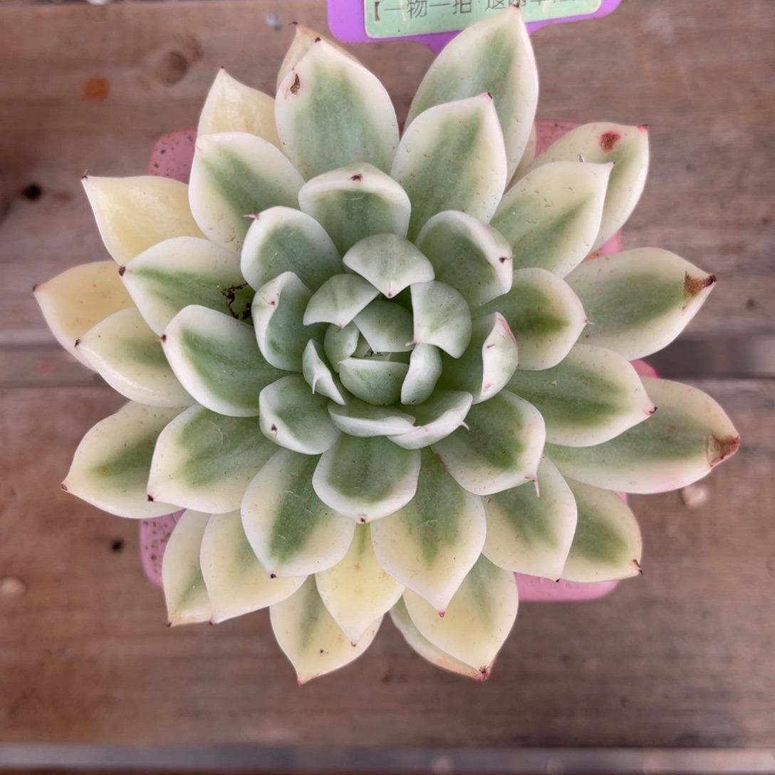 小***满云尘多肉一物一拍不含盆53