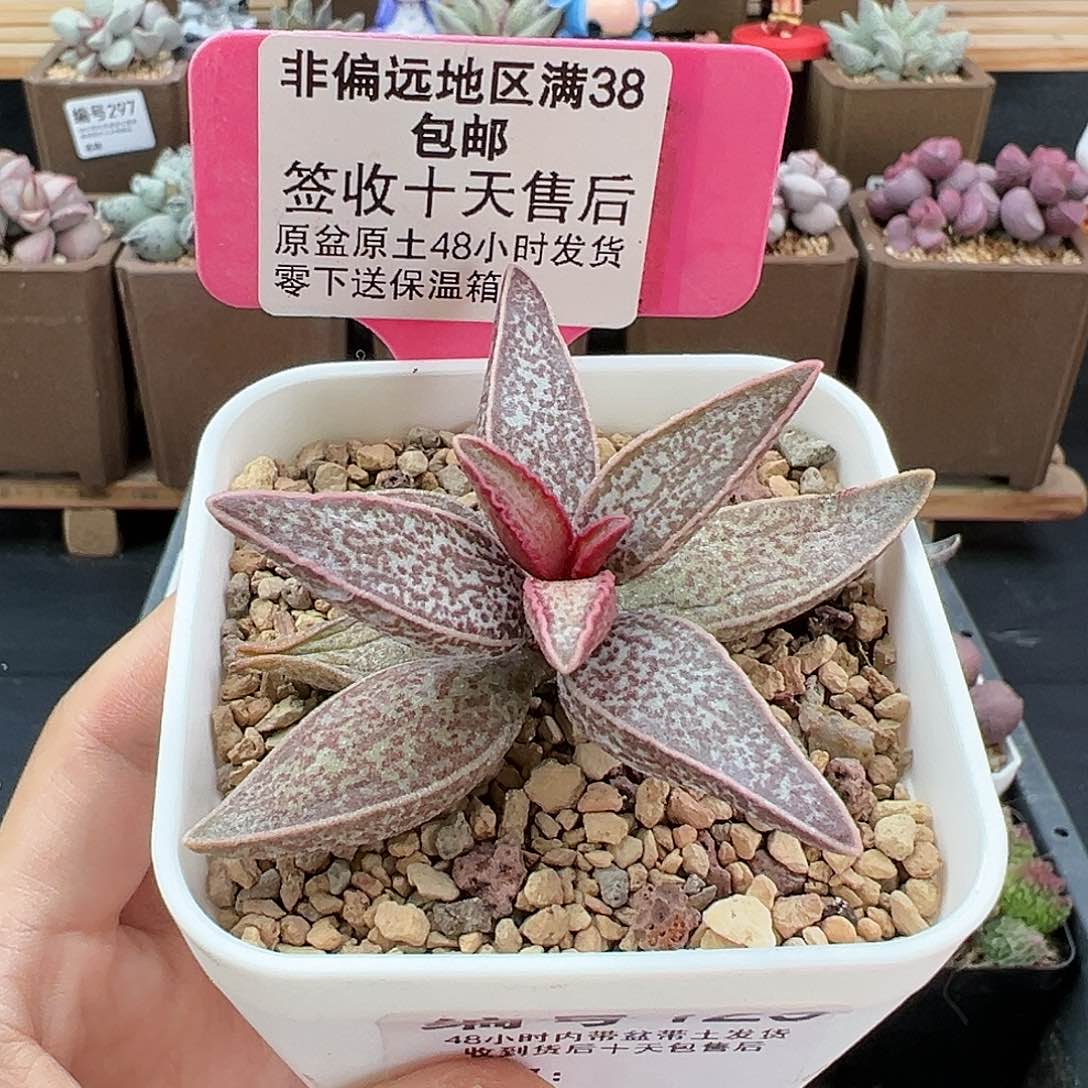 129红太平多肉植物