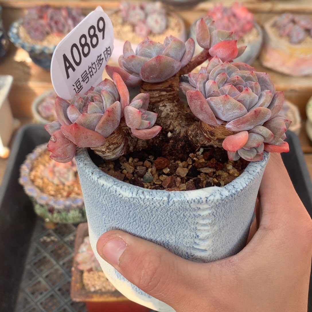 A0889 星影老桩粗腿 高桩 自然群 11cm