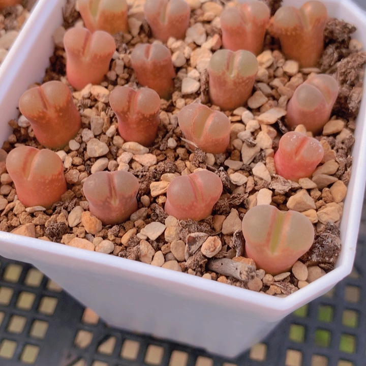 175566686686546686686544