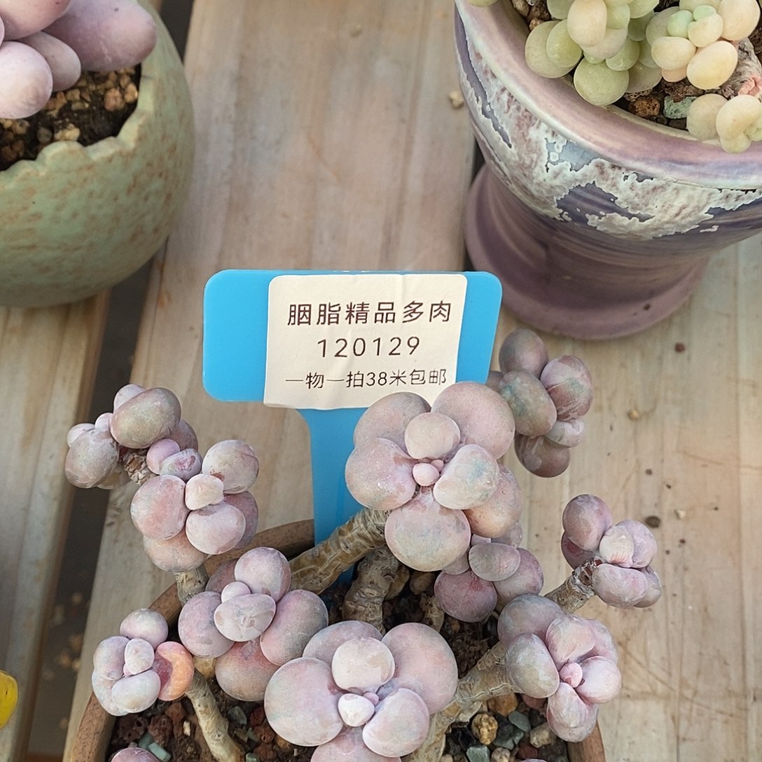 120129案件均魔芋小雨