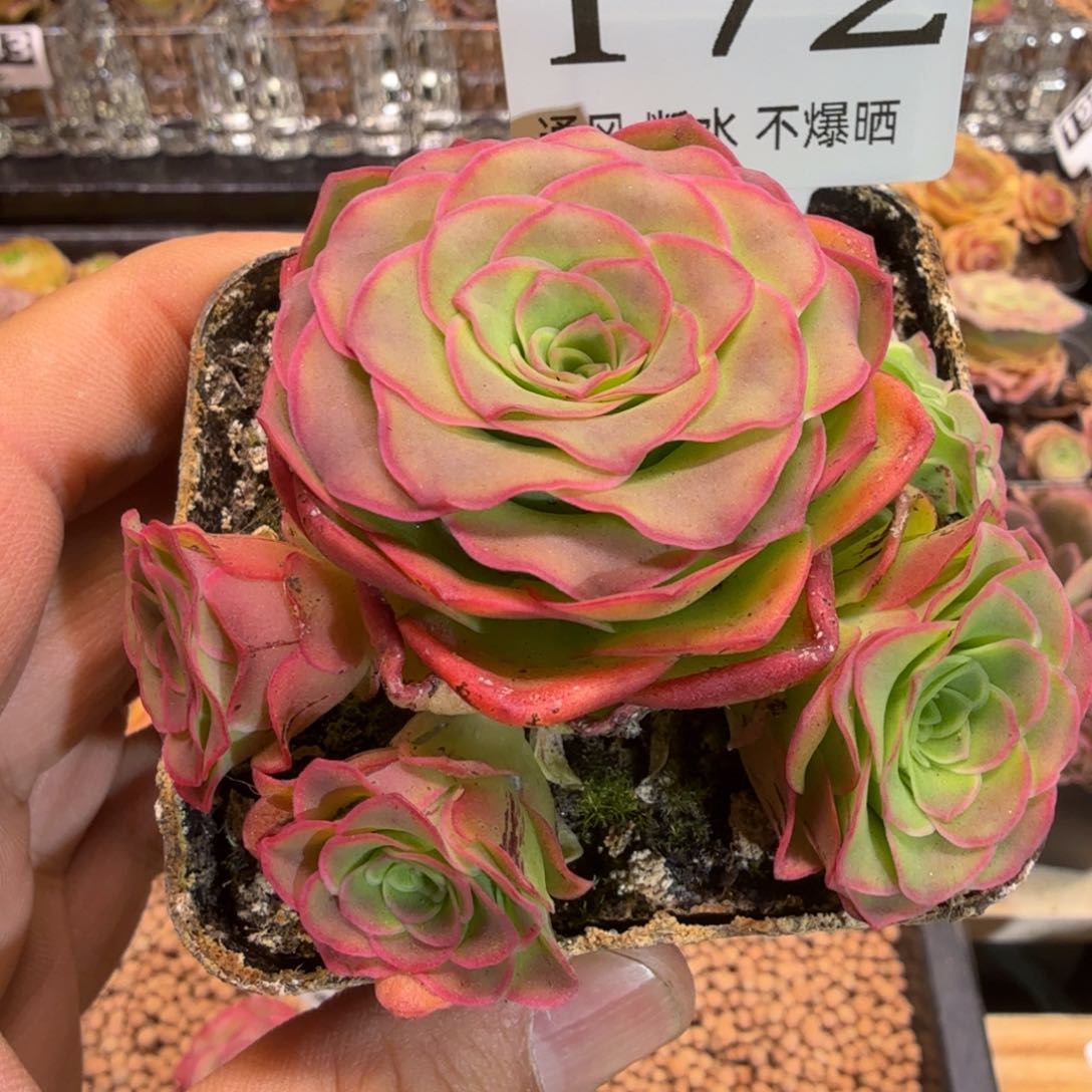 秋红叶172山地玫瑰
