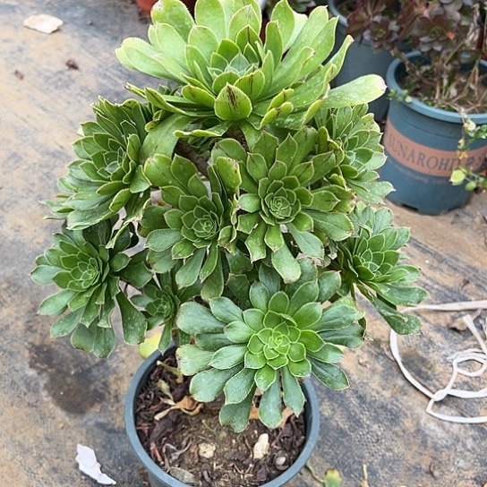 多肉植物原始绿39