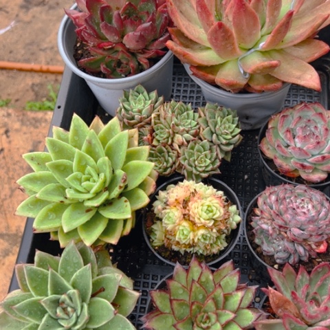 精品多肉东云组合10个