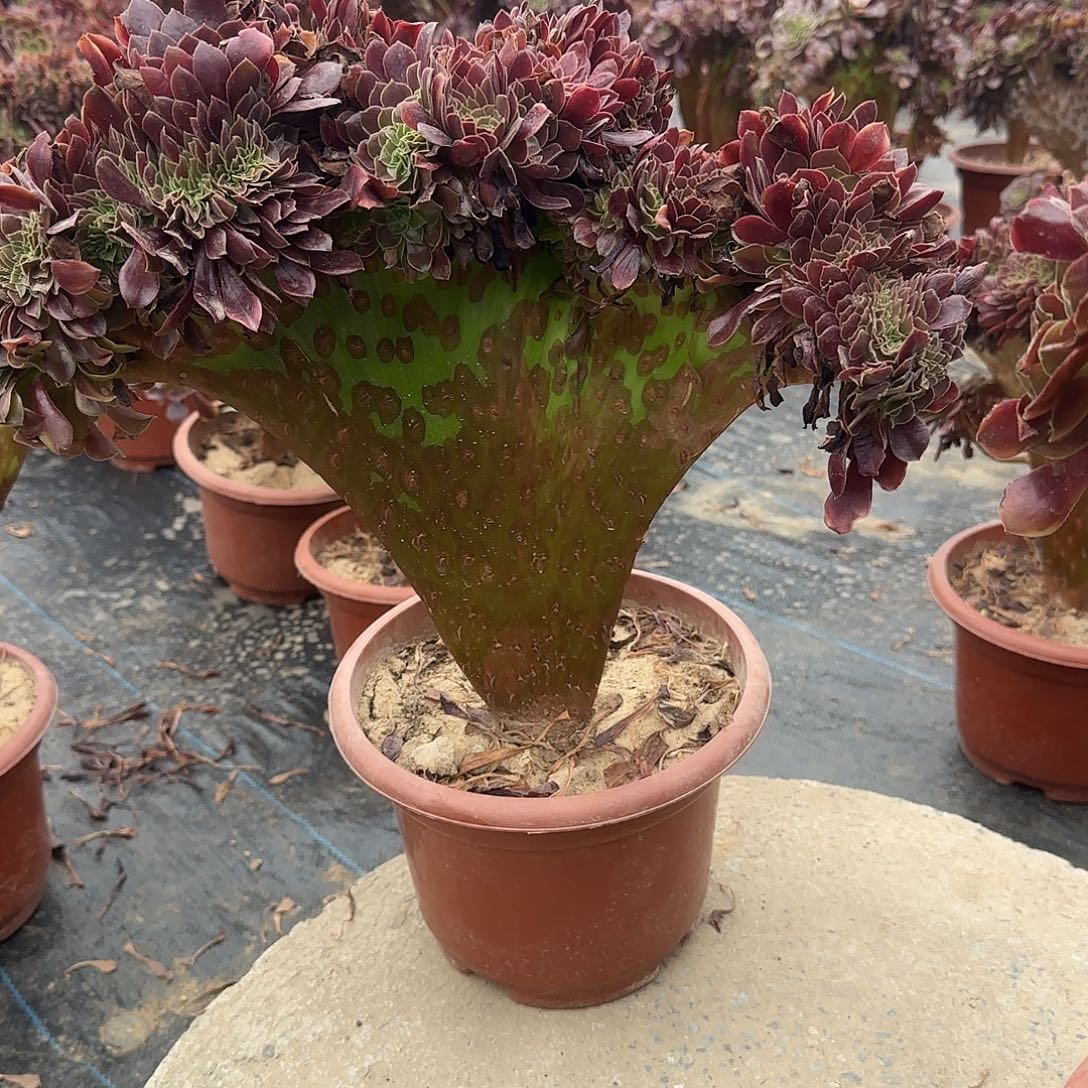 无花朵2整板欧嘉莉缀化脱土发货