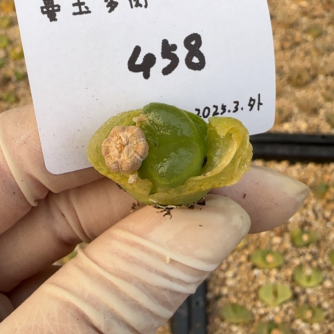 奶*多肉多肉多肉458