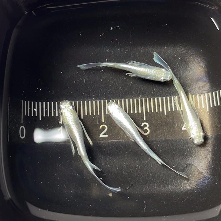 青鳉鱼天使之翼亚成4条，24号，满15包邮，可叠单