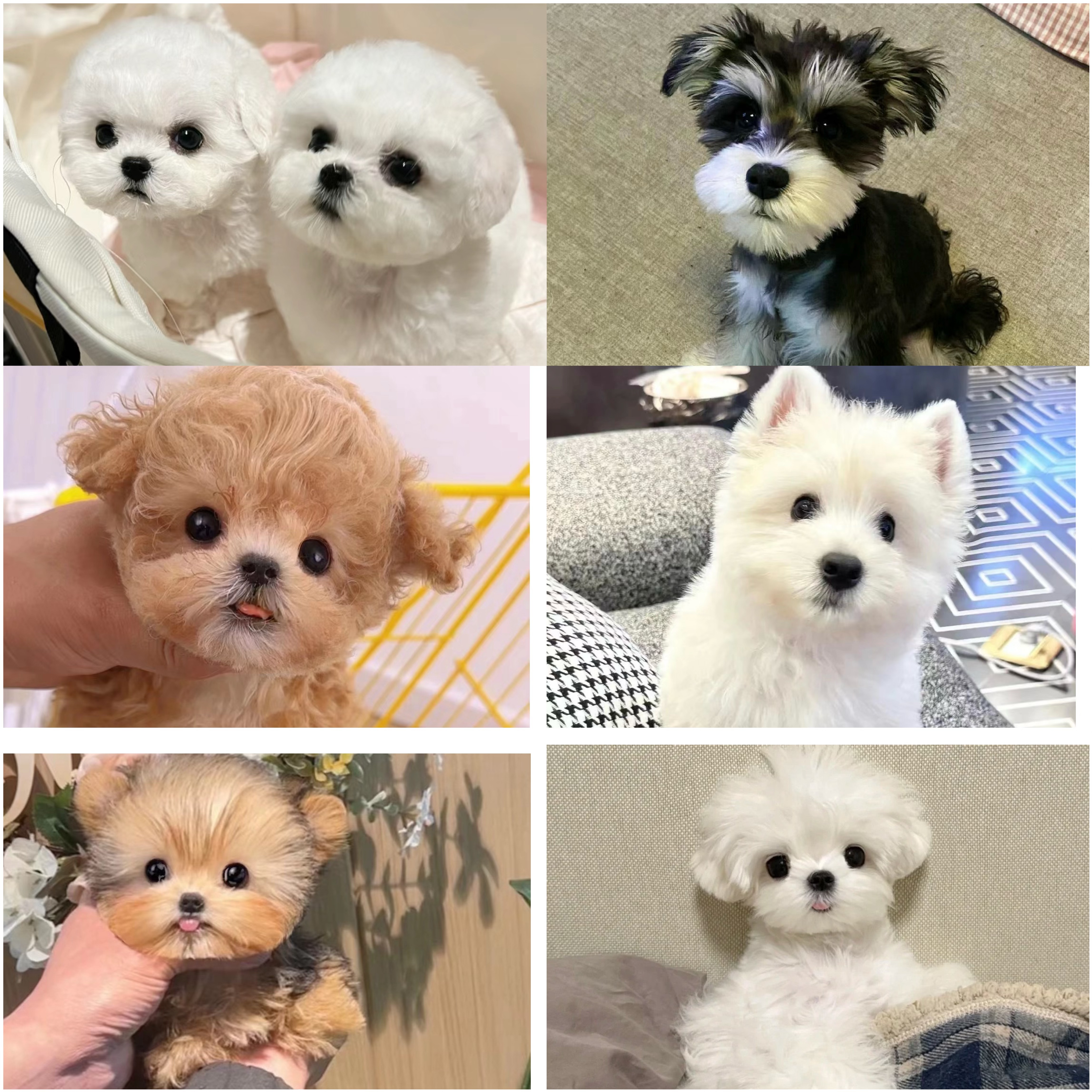精品纯种小型宠物狗狗幼犬活体