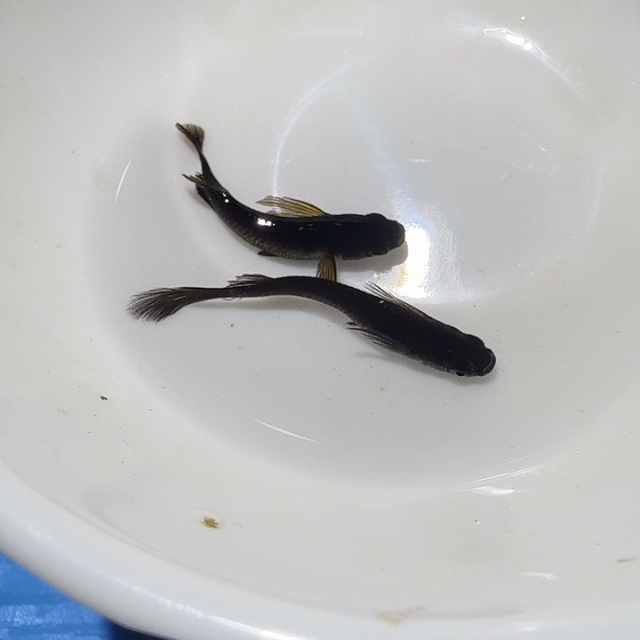 青鳉鱼45号拍品长鳍大蛇