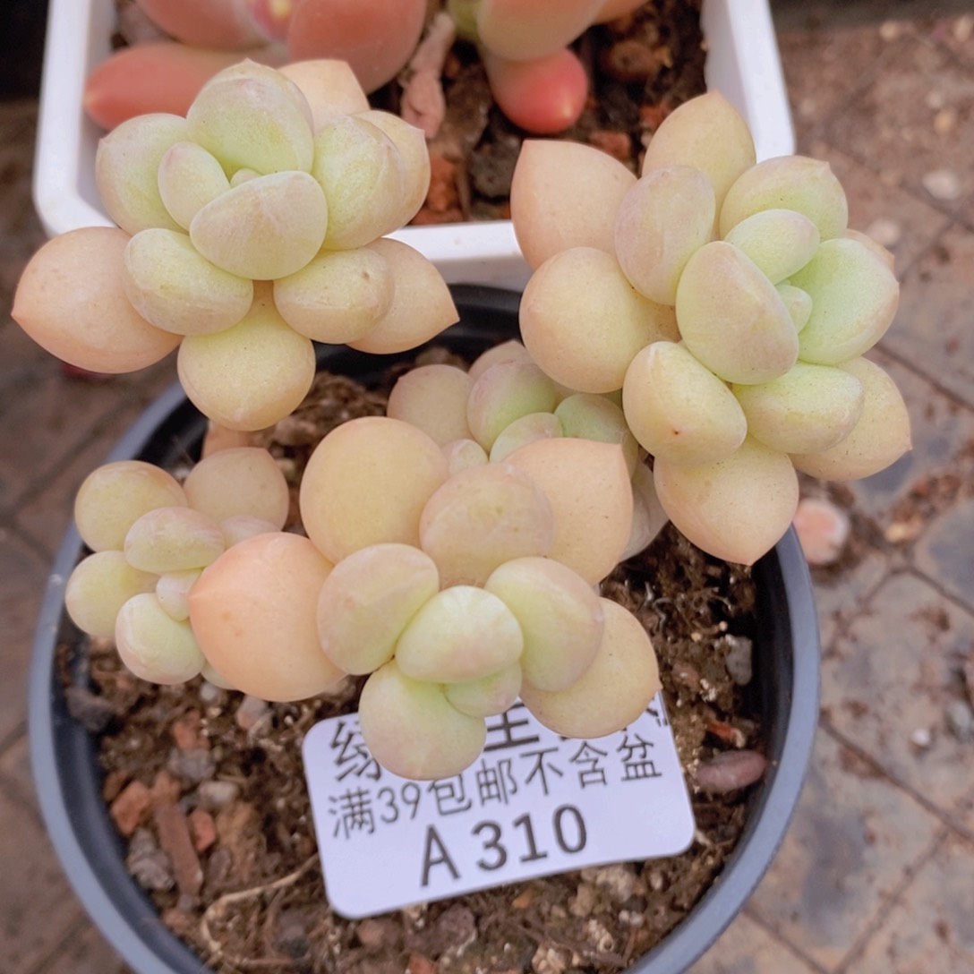 泡泡糖7cm310多肉植物