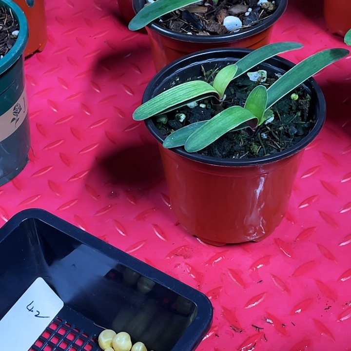 完全开放依然君子兰