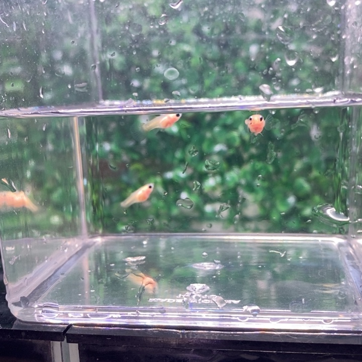 孔雀鱼幻彩秘密是怎么想就可以