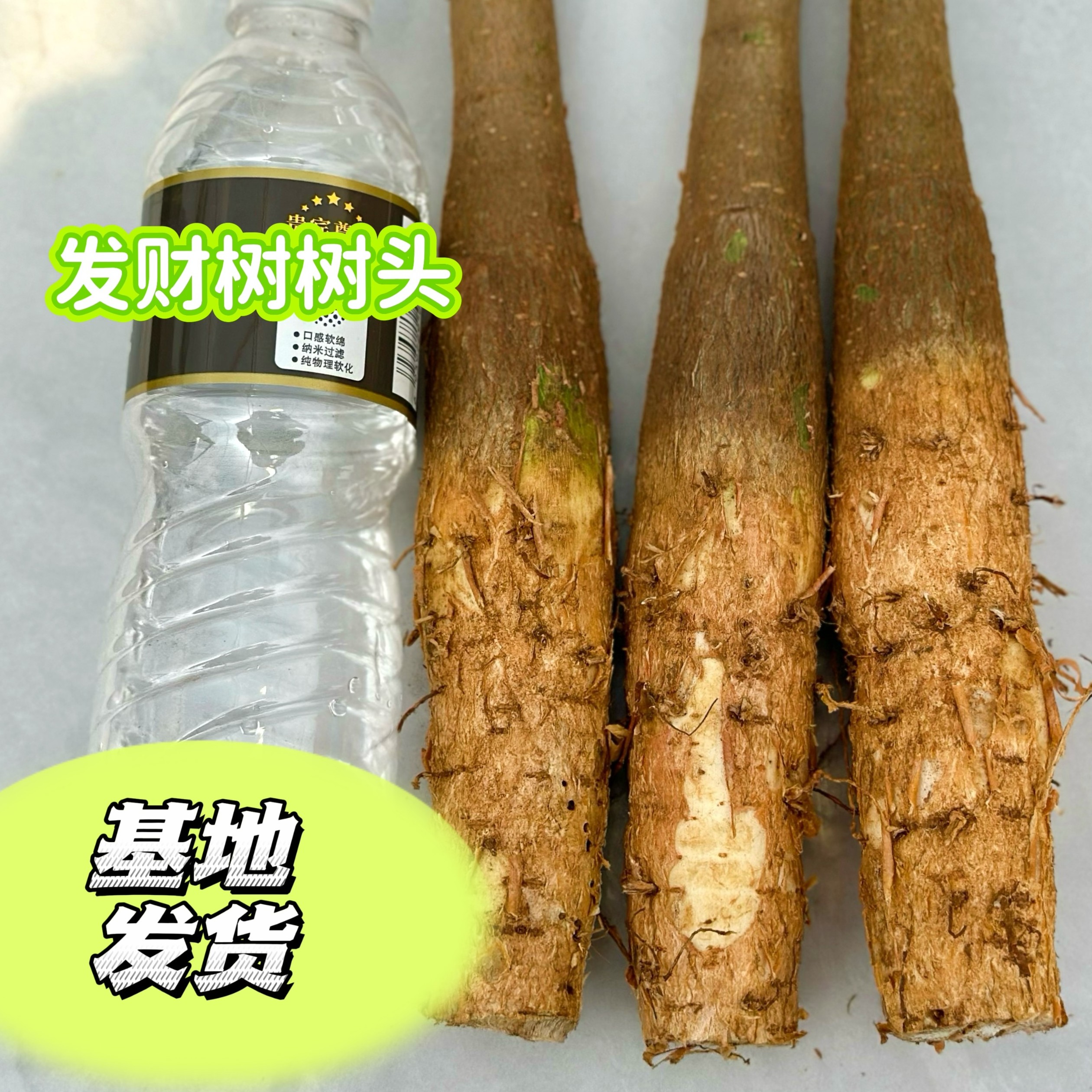 【福利】发财树大象腿树头