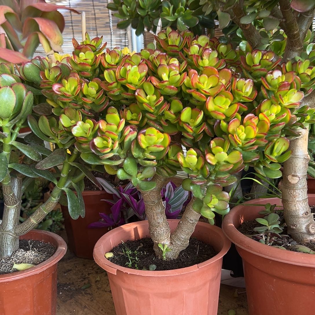 人***才完全开放姬红花月 一物一拍