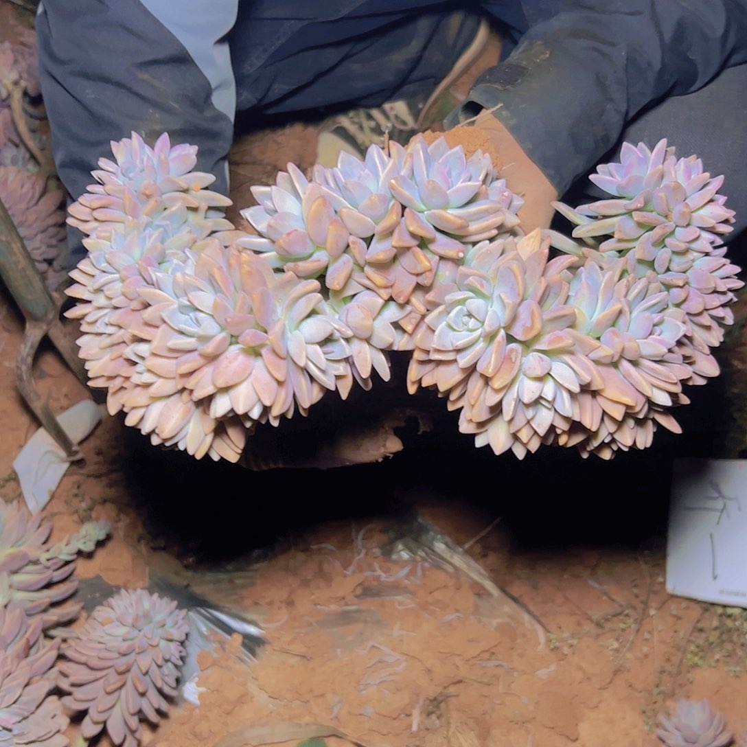 1**烟淡雪造型8858一棵发货