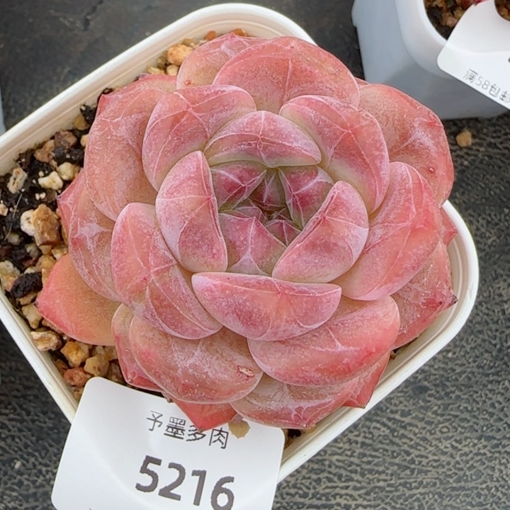 黛玉冰魄，5216多肉植物