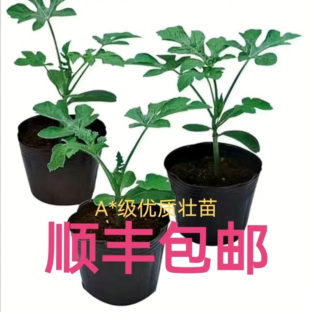 《顺丰包邮》--超甜蜂蜜小西瓜四季8424麒麟瓜冰糖瓜懒汉西瓜种红心