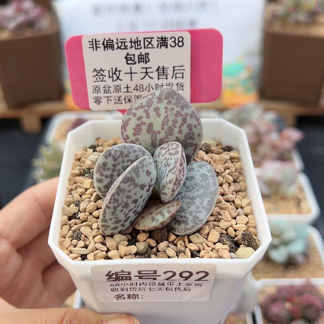 292巨型花蛋多肉