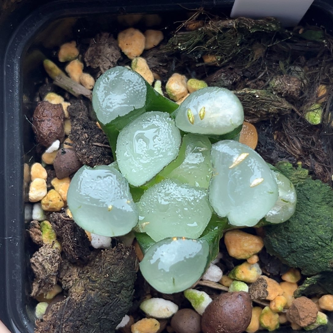 38紫镜万象十二卷多肉