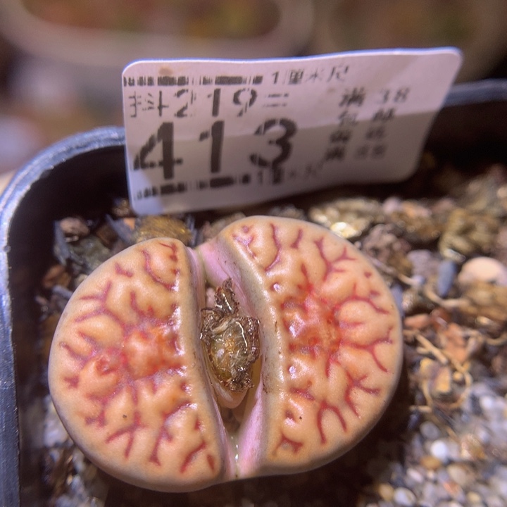精品生石花219.413