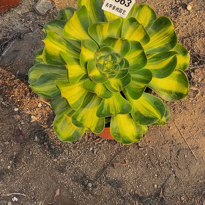 多肉暴君663多肉