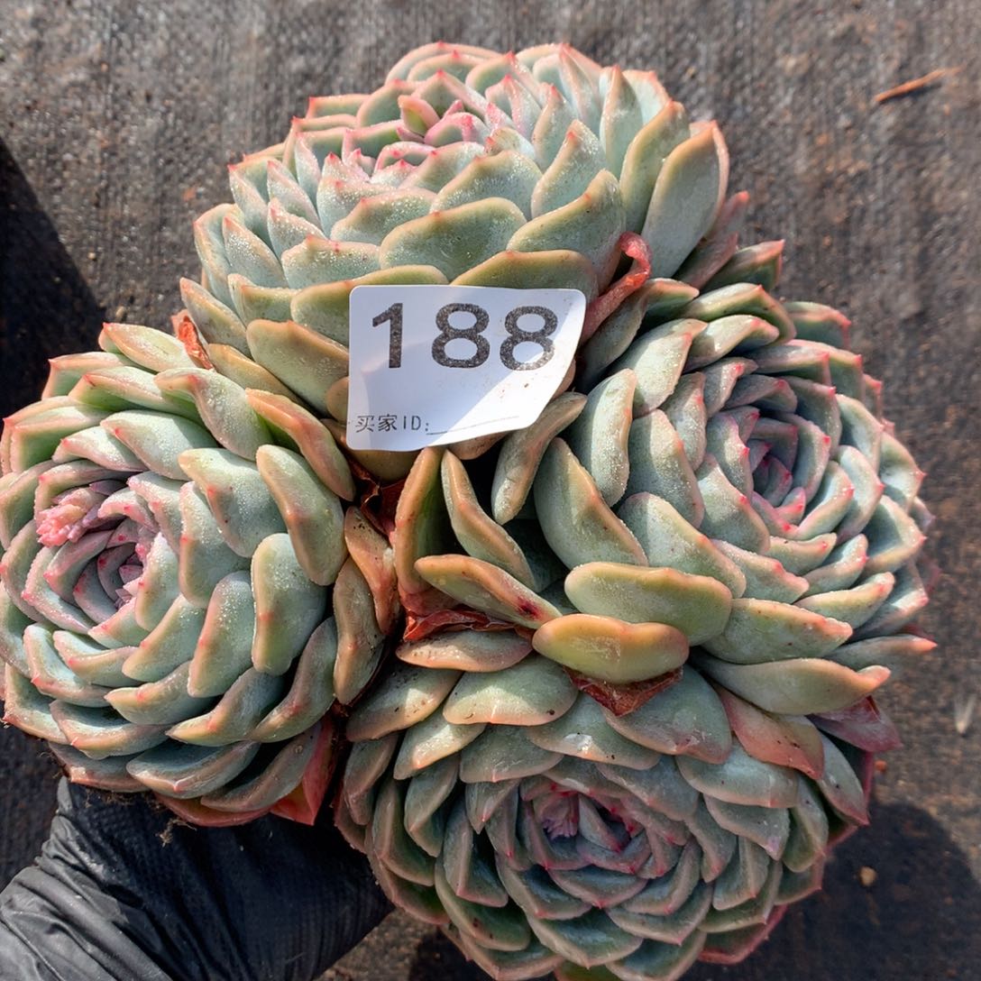 188号新疆西藏内蒙古不包邮的