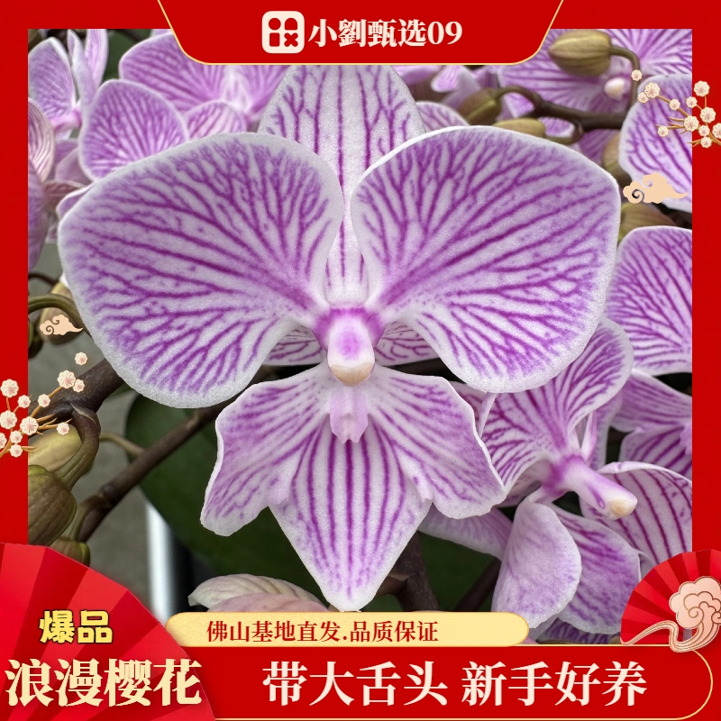 【浪漫樱花09】精美蝴蝶兰
